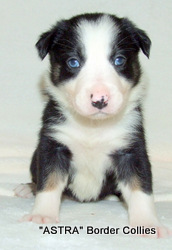 Triclour Female border collie puppy